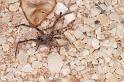 Phryganoporus_canididus_D3604_Z_85_Hamelin pool_Australie
